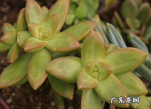 多肉植物喜阴还是喜阳光的植物