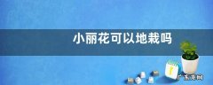 小丽花可以地栽吗