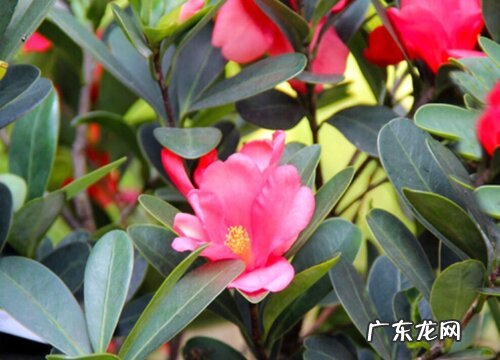山茶喜阴还是喜阳光的植物