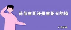 蒜苗喜阴还是喜阳光的植物