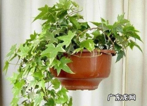 常青藤喜阴还是喜阳光的植物