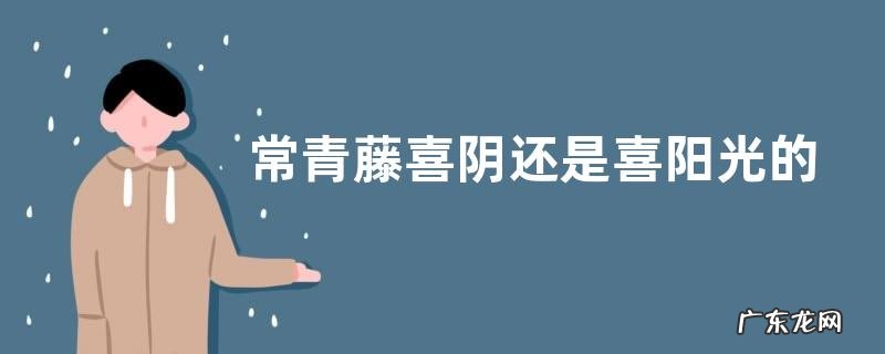 常青藤喜阴还是喜阳光的植物