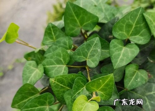 常青藤喜阴还是喜阳光的植物