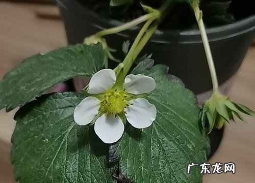 草莓苗喜阴还是喜阳光的植物