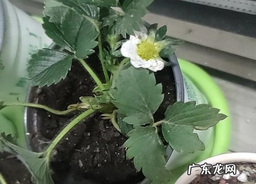 草莓苗喜阴还是喜阳光的植物