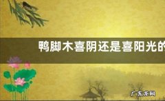 鸭脚木喜阴还是喜阳光的植物
