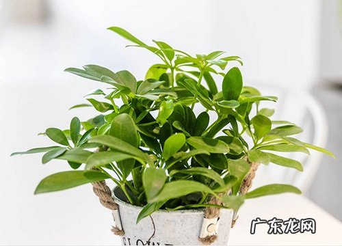 鸭脚木喜阴还是喜阳光的植物