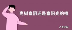 枣树喜阴还是喜阳光的植物