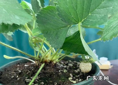 草莓喜阴还是喜阳光的植物