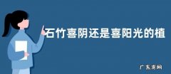 石竹喜阴还是喜阳光的植物