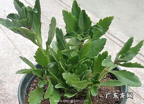 倒挂金钟卷叶怎么办