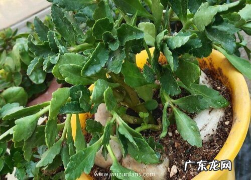 倒挂金钟卷叶怎么办