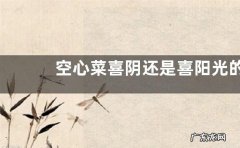 空心菜喜阴还是喜阳光的植物