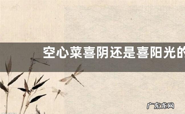 空心菜喜阴还是喜阳光的植物