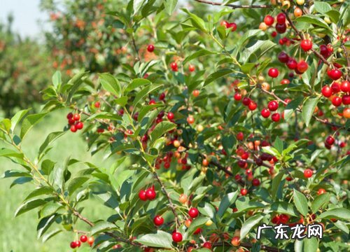 樱桃喜阴还是喜阳光的植物