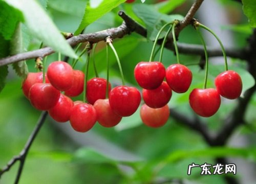 樱桃喜阴还是喜阳光的植物