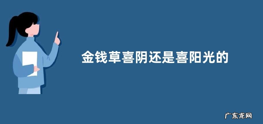 金钱草喜阴还是喜阳光的植物
