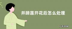 并蹄莲开花后怎么处理