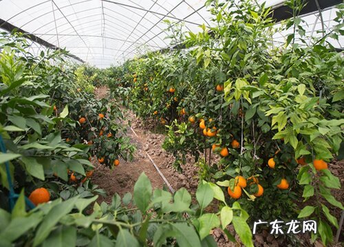 橘子树喜欢阳光吗 对阳光的要求