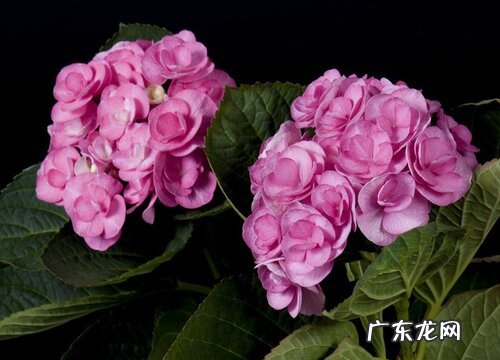 绣球花喜欢阳光吗 需要晒太阳吗