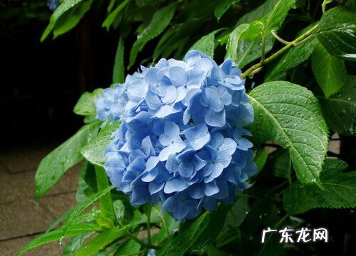 绣球花喜欢阳光吗 需要晒太阳吗