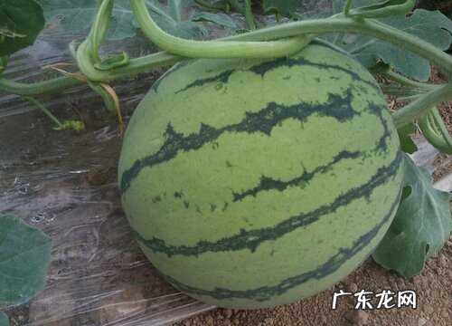 西瓜喜水还是喜旱