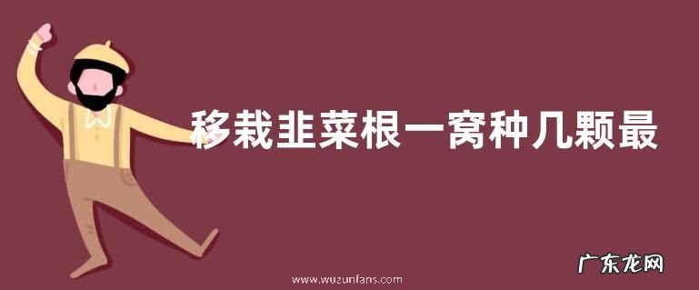 移栽韭菜根一窝种几颗最合适 栽种韭菜行距多宽合适