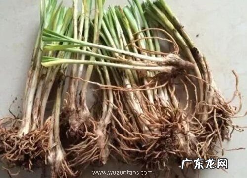 移栽韭菜根一窝种几颗最合适 栽种韭菜行距多宽合适