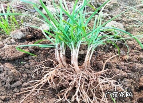 移栽韭菜根一窝种几颗最合适 栽种韭菜行距多宽合适
