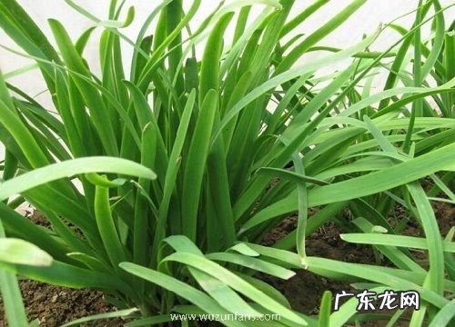 移栽韭菜根一窝种几颗最合适 栽种韭菜行距多宽合适