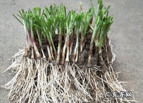 移栽韭菜根一窝种几颗最合适 栽种韭菜行距多宽合适