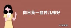 向日葵一盆种几株好