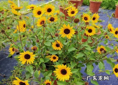 向日葵一盆种几株好