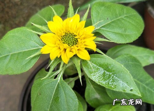 向日葵一盆种几株好