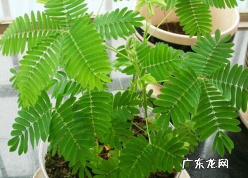 含羞草叶子卷曲原因与处理方法