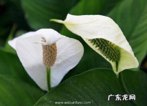 白掌喜欢阳光吗 需要晒太阳吗