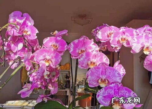 蝴蝶兰喜水还是喜旱