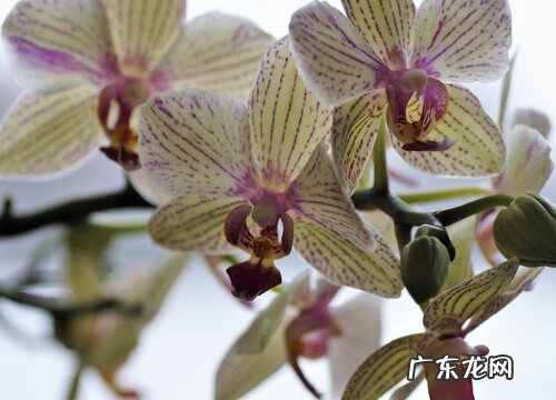 蝴蝶兰喜水还是喜旱