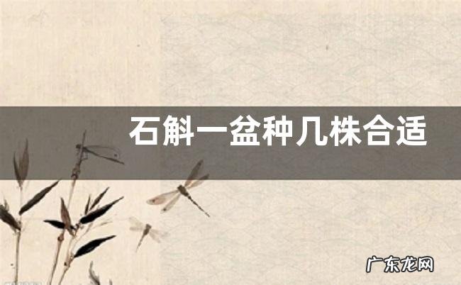 石斛一盆种几株合适