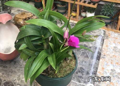 石斛一盆种几株合适