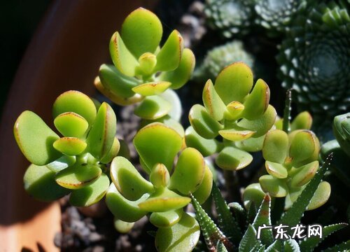 玉树喜欢太阳吗