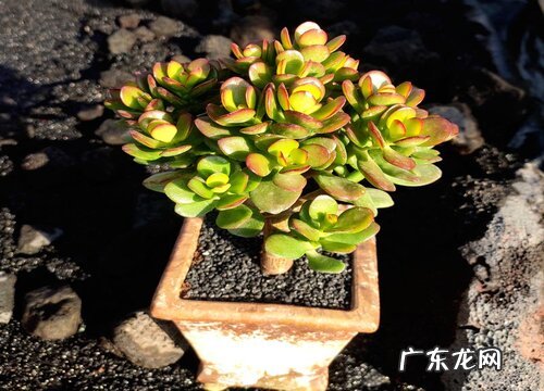 玉树喜欢太阳吗