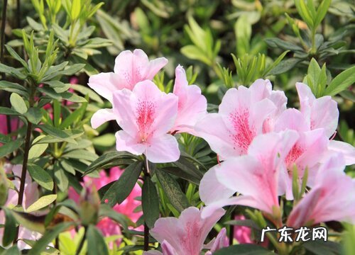 杜鹃花喜欢太阳吗