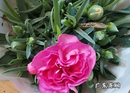 康乃馨喜欢太阳吗