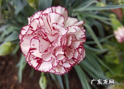 康乃馨喜欢太阳吗