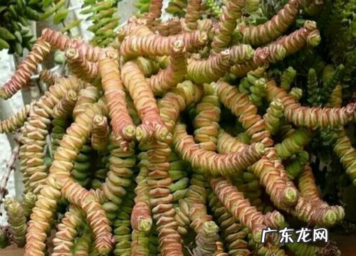 钱串喜欢太阳吗