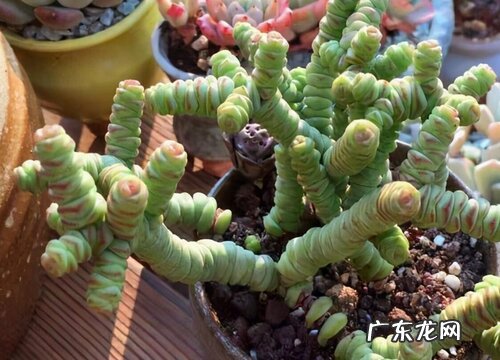 钱串喜欢太阳吗