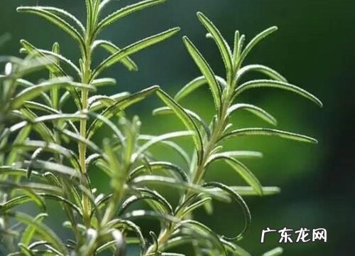 迷迭香怎么养才能爆盆