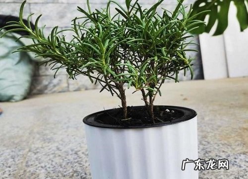 迷迭香怎么养才能爆盆