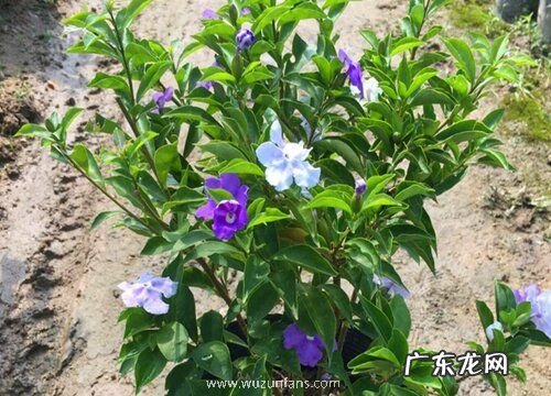 茉莉喜欢太阳吗